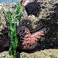 A Starfish is Born 