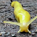 Banana Slug 